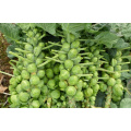 Brassica oleracea vegetable  baby cabbage  seeds